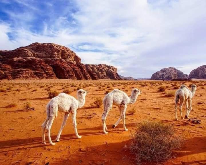 Enad Desert Camp Ваді-Рам Екстер'єр фото